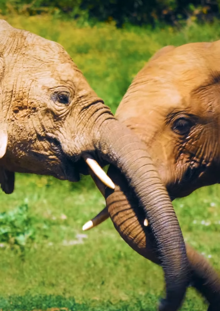 God’s Glory in Creation – Our Planet (Official Trailer)